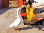 Chú ngỗng quyến luyến với bạn đời khi chủ bắt đi bán
