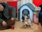 Chú chó hổ báo xa vòng tay sen bỗng ngoan lạ thường