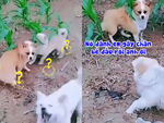 Chú chó diễn xuất cực đỉnh khi đang hổ báo với đồng bọn thì ông chủ xuất hiện