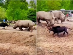 'Dê cụ' hổ báo chấp cả bầy tê giác