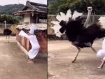 Đà điểu rượt nam thanh niên trả đũa vì bị dọa ma