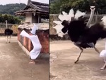 Video hài nhất tuần qua: Đà điểu trả đũa thanh niên thích dọa ma