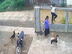 Hai cô gái hoảng hồn với 'chó nhà mình ngoan lắm, bạn cứ vào đi'