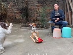 Chó mẹ làm nhạc trưởng hướng dẫn con chơi nhạc