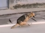 Chú chó chạy hai chân siêu bá đạo