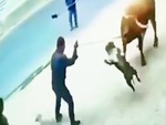 Pitbull hổ báo bị trâu húc lộn nhiều vòng