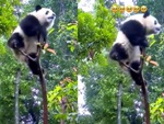 Gấu trúc ngã dập mông khi nghịch ngợm trên ngọn cây