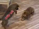 Chú chó khổ sở vì bị cún con giành giật cục xương