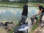 Thanh niên say rượu cày nát ruộng lúa