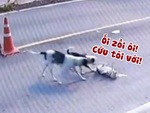 Chú chó nằm ăn vạ xe tông bị đồng bọn lật tẩy