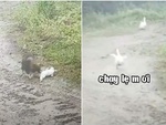 Vịt giả chết khi bị chó rượt