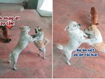 Chú chó nhân cơ hội giành thức ăn khi đồng bọn đánh nhau (P2)