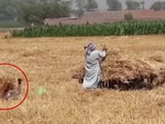 Thanh niên ngụy trang dưới ruộng lúa troll 2 người đàn ông nổi đóa