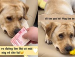 Chú chó tỏ thái độ hài hước khi chủ kêu đi kiếm tiền