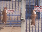 Chú chó leo cổng vào nhà khi bị sen khóa cửa nhốt ở ngoài