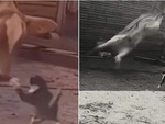 Mèo tát bò ngã bật ngửa