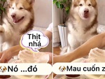 Chú chó không ăn rau, bắt sen cuốn thịt mới chịu ăn