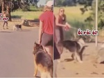 Chú chó mải nhìn gái đẹp đập mặt vào tảng đá