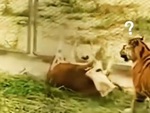 Bò tông hàng rào bị sang chấn tâm lý quay sang rượt hổ chạy trối chết