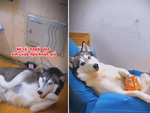 Chú chó ngồi chễm chệ, tự bốc đồ ăn như người