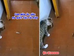 Mèo ngơ ngác khi chuột giả chết lăn chục vòng trước mặt