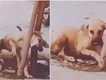 Chú chó tự cứu mình khị bị mắc kẹt