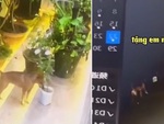 Chú chó trộm chậu hoa để tặng bạn gái
