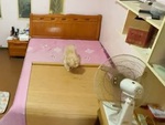 Chú chó tự biết trải chiếu, bật quạt, tắt điện để đi ngủ
