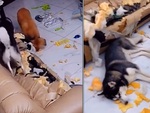 Chó giả vờ ngu ngơ không biết gì sau khi phá tung nhà