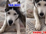 Chú chó nổi cáu vì bị cướp đồ ăn