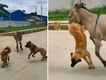 Chó hổ báo bị lừa dạy bài học nhớ đời