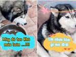 Chú chó bị sen đánh sang chấn tâm lý vì tội ăn tham