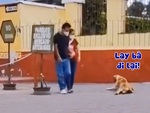 Chú chó giả tàn tật thử lòng du khách