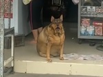 Chú chó 'gầy trơ xương' đi không nổi
