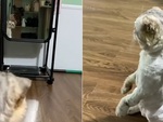 Chú mèo đắm đuối ngắm nhìn mình trong gương