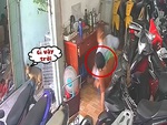 Chú chó hú hồn bỏ chạy khi vợ chồng gia chủ ngồi sập ghế