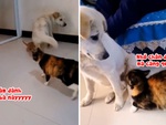 Chú chó giận dỗi vì bị mèo đánh sấp mặt