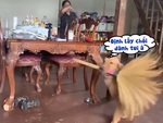 Chú chó gặm chổi chạy quanh nhà vì sợ sen đánh đòn