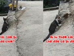 Chú mèo mắc cỡ khi rình bắt chim