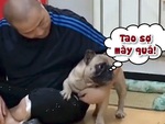 Chú chó cậy sen bên cạnh mới dám hổ báo