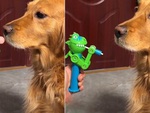 Chú chó hờn dỗi vì sen đùa nhây