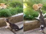 Chú chó sang chấn tâm lý vì bị mèo tát tội tham ăn