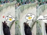 Chú gấu quê một cục khi bị du khách trêu