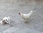 Chó con suốt ngày trêu chọc gà bị đánh tả tơi