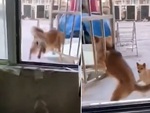 Chú chó bị mắc kẹt ở khe cửa khi nhảy ra ngoài
