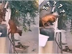 Những chú chó bị sang chấn tâm lý vì tội tài lanh nghịch dại