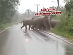 Voi cúi đầu cảm ơn tài xế ôtô vì đã nhường đường