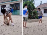 Chú chó cam chịu giữ dây cho cô chủ