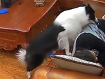 Chú chó lươn lẹo, giả vờ ngủ sau khi trộm tiền của chủ