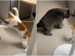 Chú mèo nhỏ hổ báo bị quật như nhái